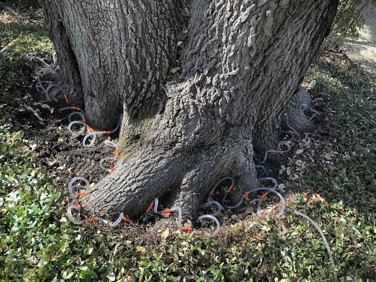 Detailed Tree Cabling and Bracing job site in Knightsen